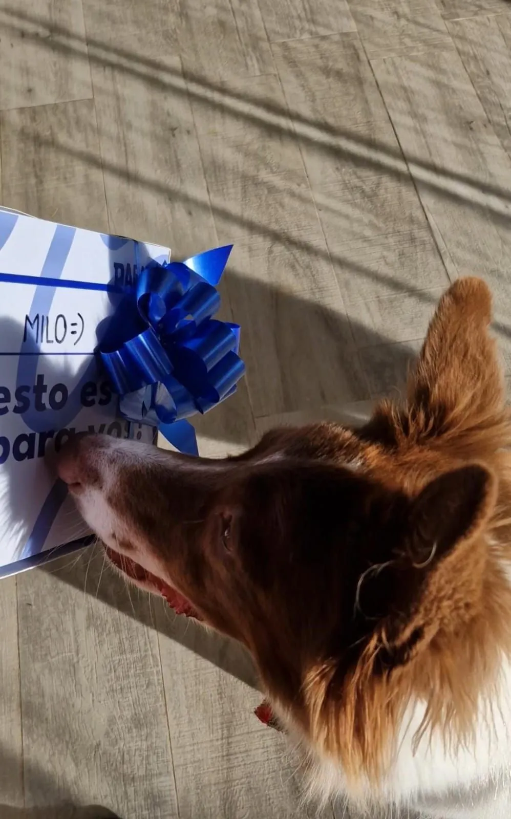 Review de Milo